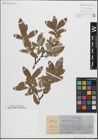 Foto von Salix glauca L.